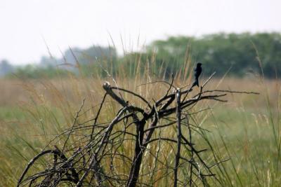 Black Drongo, Sultanpur National Park
