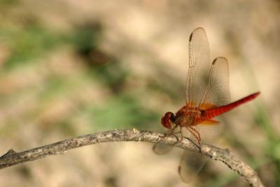 I is for Insect, Dragonfly, Sultanpur National Park
