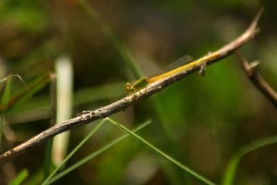 Needle dragonfly, Sultanpur National Park