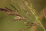 A blade of grass, Sultanpur National Park