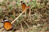 Common Tiger Butterfly, Sultanpur National Park