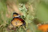 B is for Butterfly, Common Tiger Butterfly, Sultanpur National Park