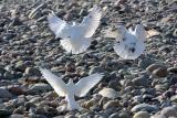 Fly, Fly Pigeons, Beas River