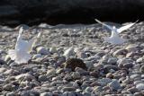 The Chase, Pigeons, Beas River