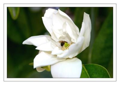 bee in Flower