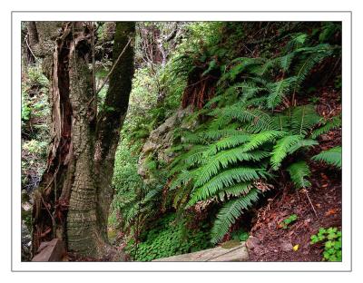 Lush Ferns