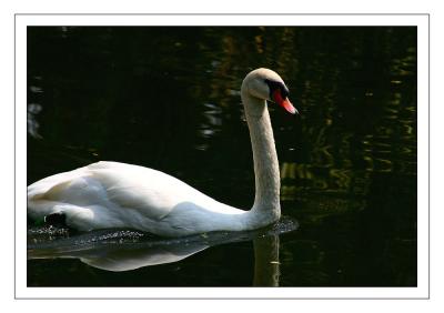 Local Swan