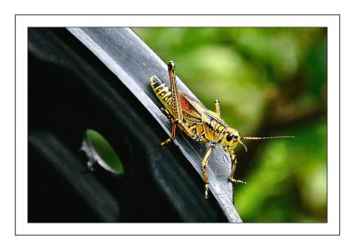 Grasshopper