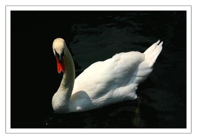 Local Swan