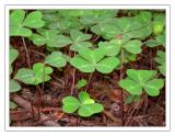 Clover in the Forest
