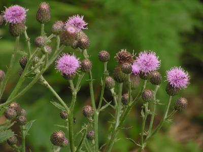 growing dandelion