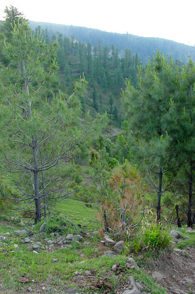 Sudhan Gali
