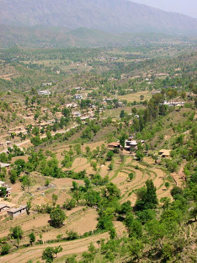 Dungi