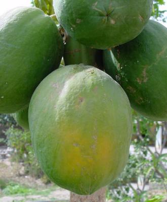 Papua fruit