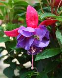 wasp-on-fuchsia.jpg