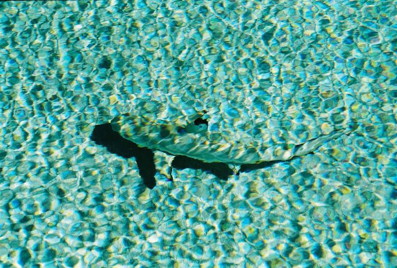 Shark in camouflage photo - Michelle Rhea photos at pbase.com