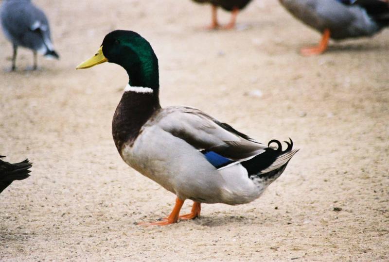 Duck Two 2004