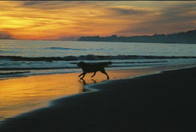 Sunset Dog 2004