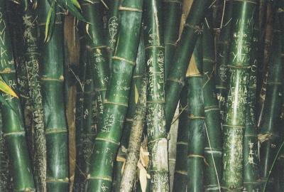 Graffiti Bamboo 2004