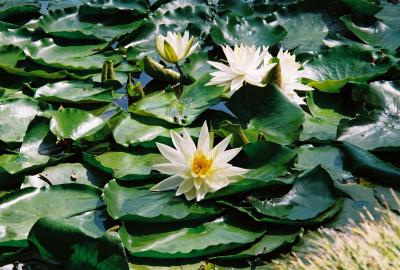 Lotus 2004