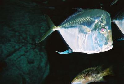 Fish 2004