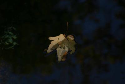 Leaf in Dark Water