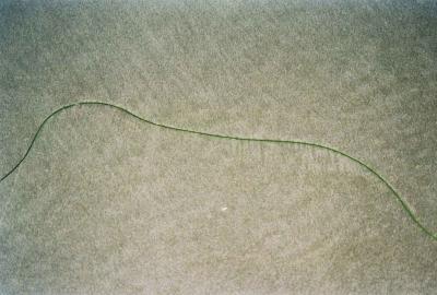 Seagrass 2004
