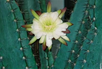 Cactus Flower 2004