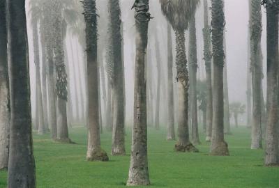Palms in Fog