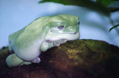 frogs_toads_lizards