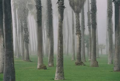 Palm trunks in fog
