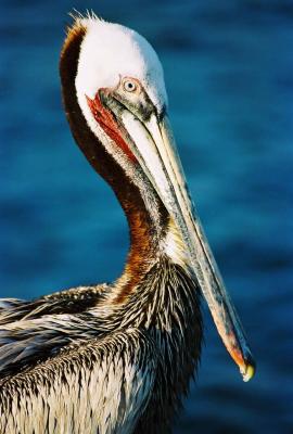 Pelican