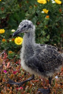 Baby Seagull