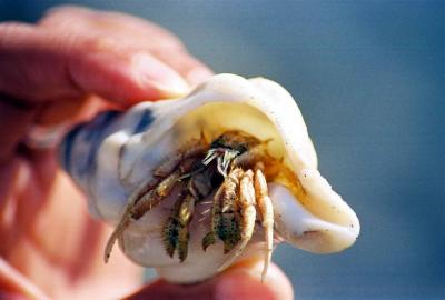 Hermit Crab 2