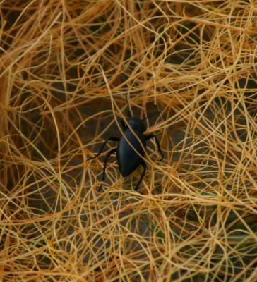 Beetle walking in Dodder, a parasitic weed. AKA Cuscuta or Strangleweed