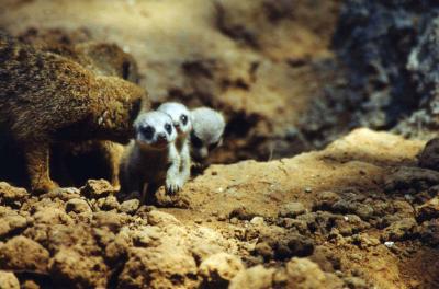 Meerkat babies