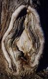 Tree Vulva