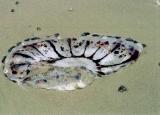 Jellyfish on the beach