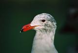 Gull closeup