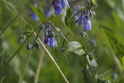 _MG_0417.jpg