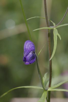 _MG_0418.jpg