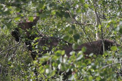 _MG_0427.jpg