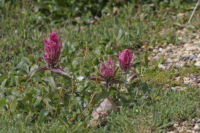 _MG_0350.jpg