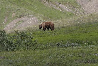 Denali National Park