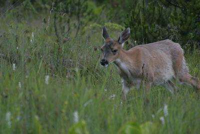 _MG_9626.jpg