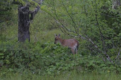 _MG_9630.jpg