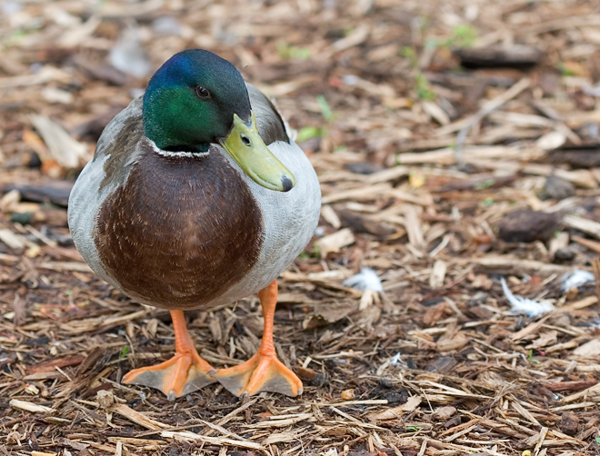 Mallard