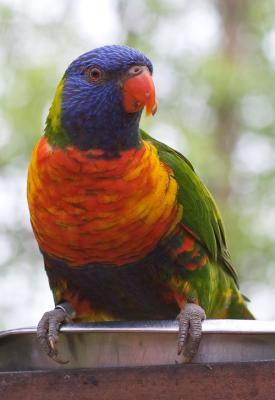 Lorikeet