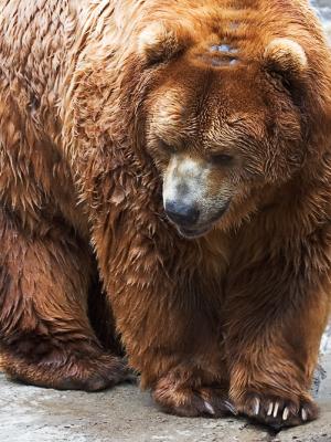 Kodiac Bear