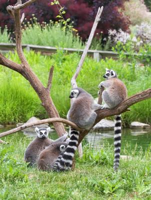 Ring-tailed Lemurs